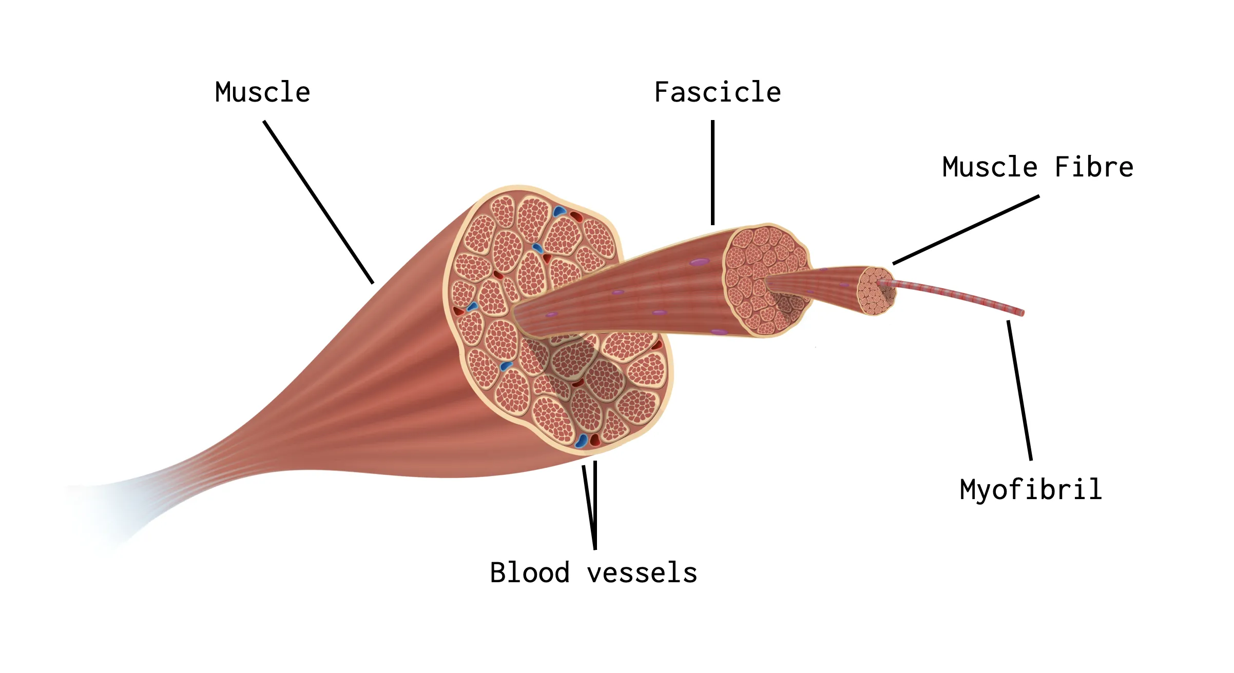 Skeletal muscle fibers